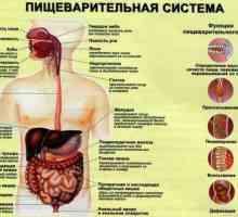 Debelo crijevo: funkcije i struktura