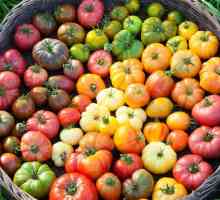 Rajčica "Puzata Hata": mišljenja. Sazrijevanje sorti rajčice za uzgoj na otvorenom terenu