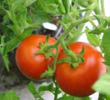 Tomato „Volgograd”: karakteristike i vrste poljoprivrednih tehnika
