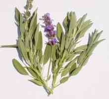 Herb kadulja: upute za uporabu, svojstva od pomoći?