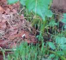 Trava goutweed: korisna svojstva i primjena biljke