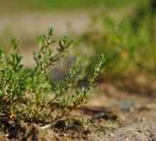 Trava knotweed: korisna svojstva i kontraindikacije