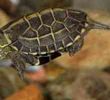 Trehkilevaya kineski kornjača: opis sadržaja i obilježja
