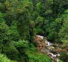 Rainforest Indija: ima floru i faunu
