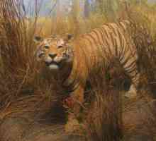 Turan tigar: stanište (foto)
