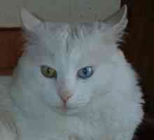 Turska angora - Mačka čudesna ljepota