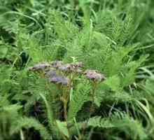 Stolisnik: korisna svojstva i kontraindikacije za ove izvanredne trave