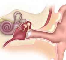 Vanjsko uho: struktura, funkcija. Upala vanjskog uha čovjeka