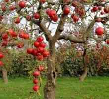 Briga za jabuke u jesen: važne bodove