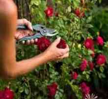 Briga za ruže u ljeto - stvaranje najbolje uvjete za biljke