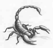 Scorpion ugriz: simptomi, prva pomoć, posljedice i liječenje