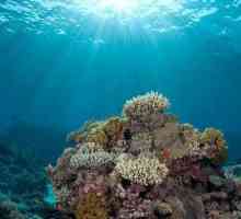 Fascinantna Podmorje oceana