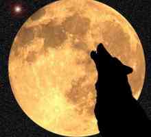 Saznajte zašto vukovi zavijaju na mjesec stvarno
