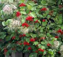 Što je korištenje crvene Viburnum? Mi raspravljati o svojstvima biljaka