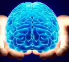 U potrazi za odgovorom: koliko težine ljudski mozak?