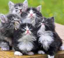 Vazelin za mačke: učiniti život lakšim za četveronožnih!