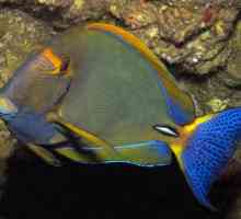 Vegetarijanska skalpelom: surgeonfish