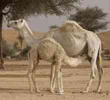 Camel Mare: Svojstva i karakteristike pripremi