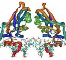 Vrsta proteina, funkcije i strukture