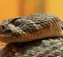 Vrste zmija i ime, fotografija