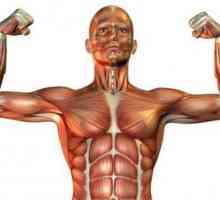 Vrste mišićnog tkiva i njihove značajke