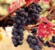 Crno grožđe: sadržaj kalorija od proteina, masti, ugljikohidrata,