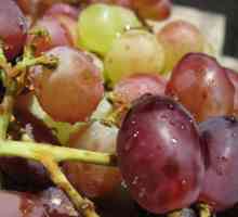 Julian grožđe - ukusna hibridna sorta