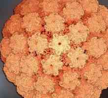 Ljudski virus papiloma: liječenje potrebno!