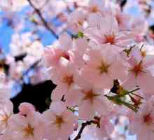 Cherry Blossom. Cherry cvjetovi: foto
