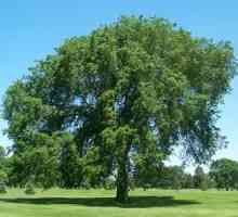 Ulmus glabra - stablo s ruskom dušom