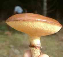 Ukusna greasers gljiva. Kako ga kiseliti ispravno?