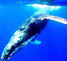 Lords of the Sea: o tome gdje su kit živi i zašto je bačena na kopno