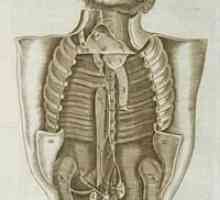Unutarnji organi čovjeka: struktura i plasman