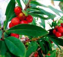 Daphne obična: botanički opis i klasifikacija