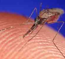 Pitanje: Zašto komarac ugristi šuga?