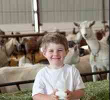 Štetne i ljekovita svojstva kozjeg mlijeka za djecu
