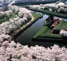 Vrijeme kada su trešnja cvjetovi, Japanci najblagoslovljenijim