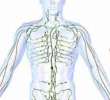 Sjećanje škola anatomije tečaj: gdje su ljudi limfni čvorovi