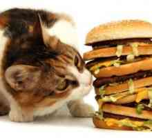 Odabir hrane za mačke. Koja je najbolja vrsta hrane?