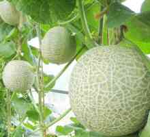 Uzgoj u staklenicima dinja izrađene od polikarbonata. Sadnja i njega