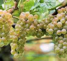 Uzgoj grožđa u srednjem pojasu: suptilnosti. Briga za grožđe u srednjem pojasu