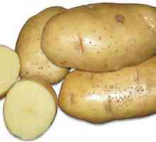 Visoko-popustljiv krumpira stvari: opis sorte