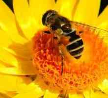 Zabrus: ljekovitost i korištenje proizvoda. Korisne od meda zabrus?