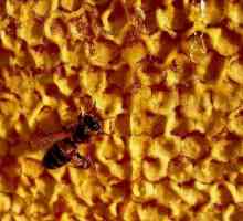 Zabrus pčela. Korištenje tradicionalne medicine