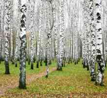 Jeste li se ikada zapitali koliko godina živi breza?