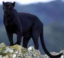 Tajanstveni divlja mačka - crni jaguar: opis, stanište