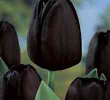 Tajanstveni tulipani: crna cvijeće u vrtu