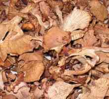 Pripreme za zimu: kako pohraniti suhim gljivama