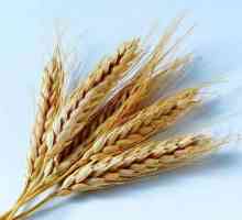Zdrava hrana: kalorija pšenica kaša