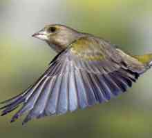 Teksaški vrabac - ptica šuma